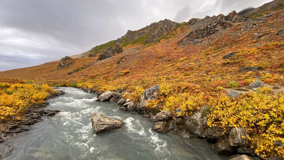 Savage River Loop Trail