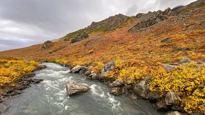 Savage River Loop Trail