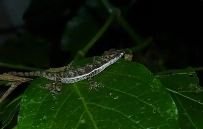 Hotels near Coffee'N Jungle Night Tour