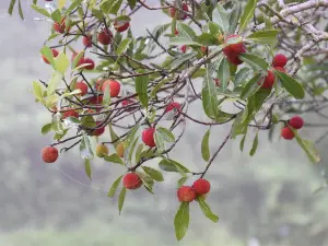 四万十市トンボ自然公園