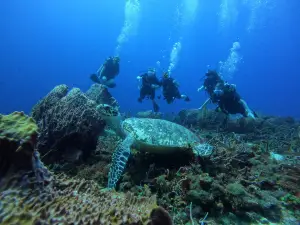 Tobago Dive Experience