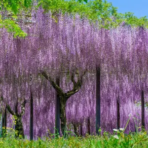 Kazahayanosato -Kappa No Furusato-