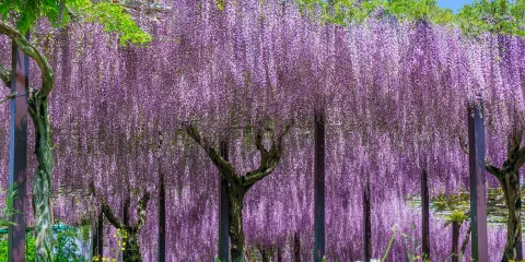 Kazahayanosato -Kappa No Furusato-