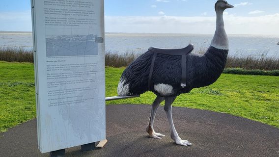 Birdman of the Coorong