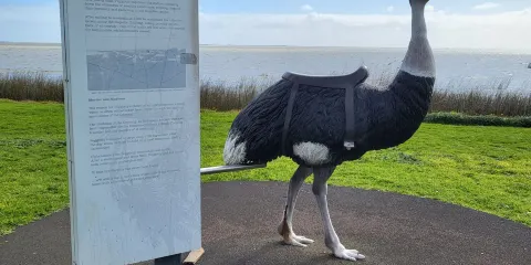 Birdman of the Coorong