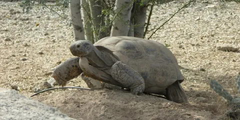 Yuma Conservation Garden