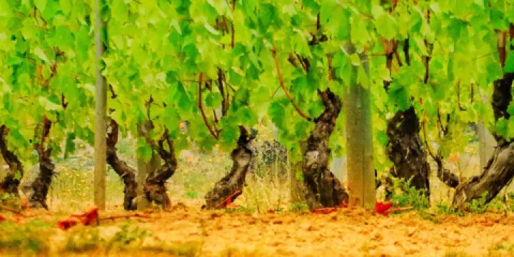 Venturi-Schulze Vineyards