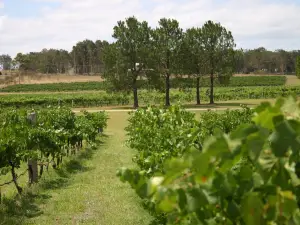 Pierre's Wines
