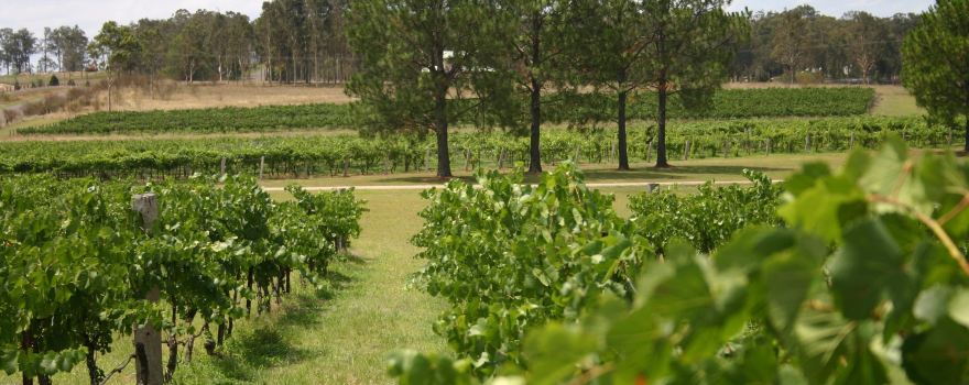 Pierre's Wines