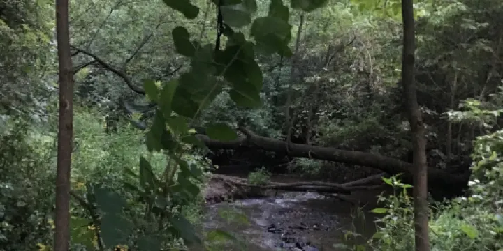 Fredrick-Miller Spring