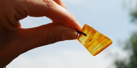 Naturerlebniszentrum Maasholm （NEZ）