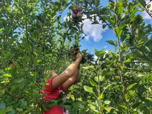 Wheeler's Orchard