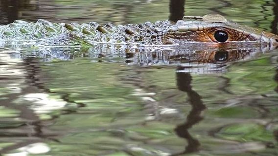 Pacaya-Samiria National Reserve