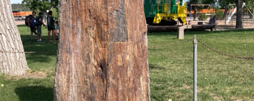 Edgemont Tree