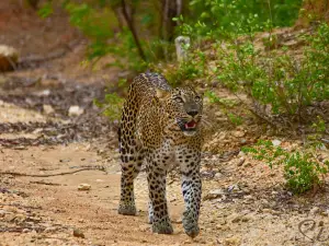 Yala National Park Museum