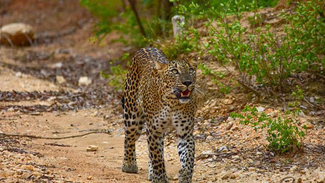 Yala National Park Museum