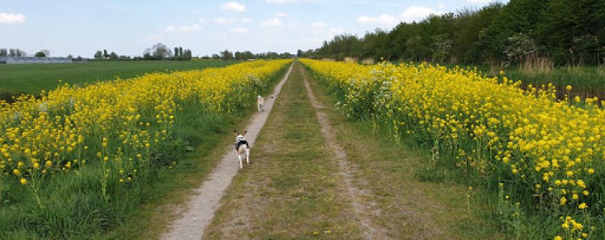 Hondenzwemplek Wickelhofpark (steiger)