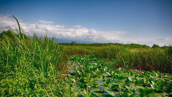 Kobuleti Nature Reserve Tower