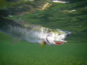 Game Creek Guides