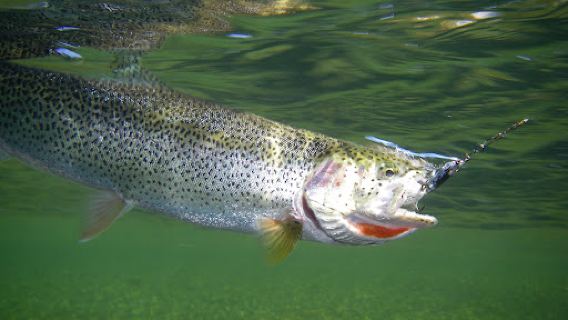 Game Creek Guides