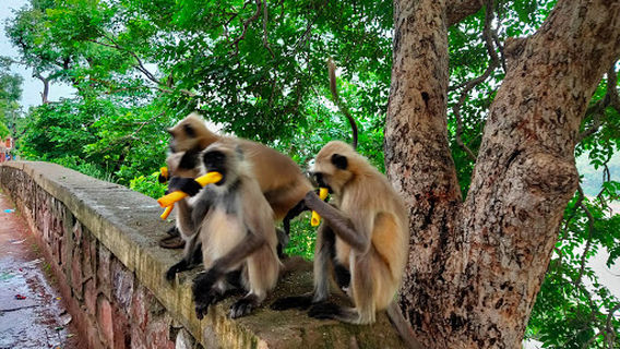 Narmada Kaveri Sangam Omkareshwar