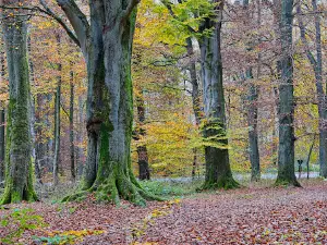 Urwald Sababurg