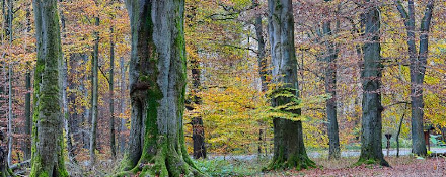 Urwald Sababurg