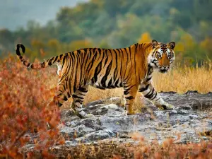 Bor Tiger Reserve