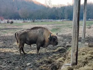 Bison Nature Reserve
