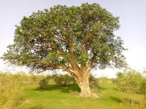 Sahel Reserve