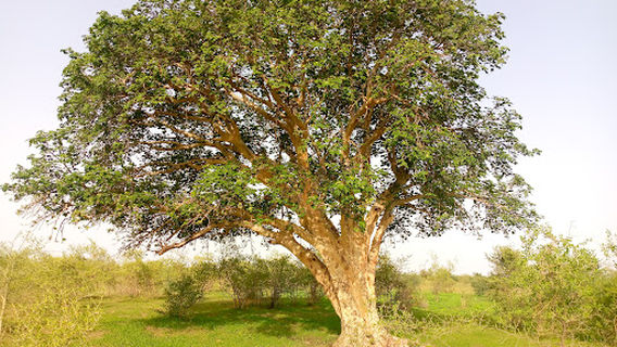 Sahel Reserve