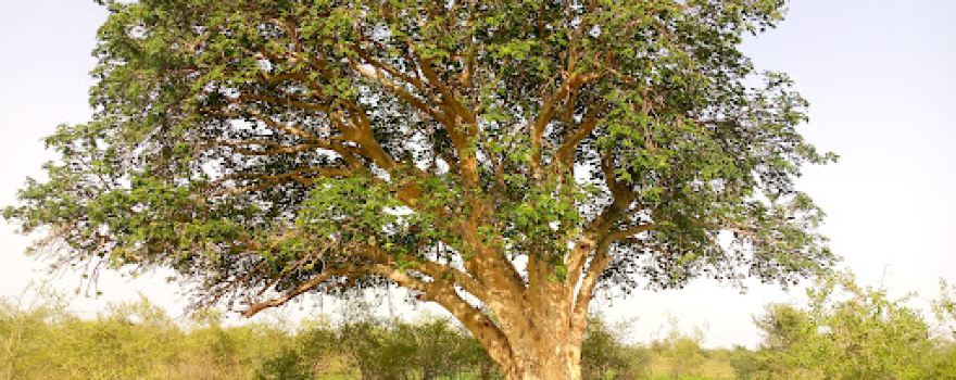 Sahel Reserve