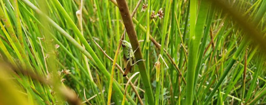 Greena Moor Nature Reserve