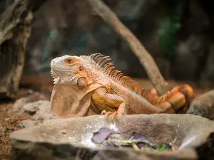 The Reptarium - Michigan's Favorite Reptile Zoo