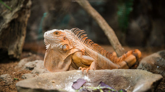 The Reptarium - Michigan's Favorite Reptile Zoo