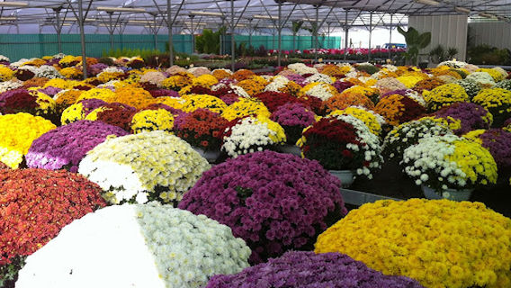 Les Serres de Pouillon