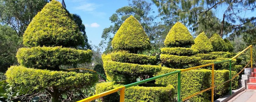Munnar Rose Garden
