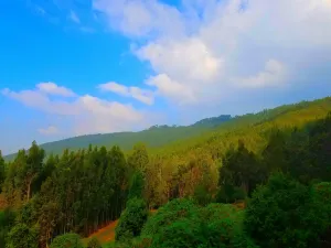 엔토토 산