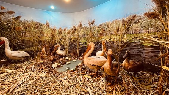 "The Danube Delta" Museum of Ecotourism