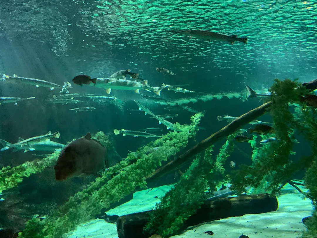 4_SEA LIFE at Mall of America