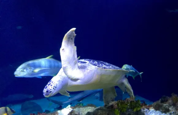 SEA LIFE Speyer票小童