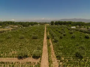 Bodega Roberto Bonfanti