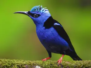 Sentiero Bogarin