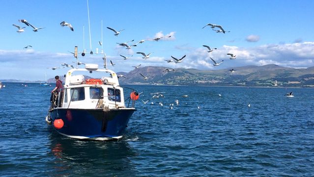 Starida Puffin Island Cruises and Sea Fishing Trips