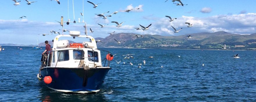 Starida Puffin Island Cruises and Sea Fishing Trips