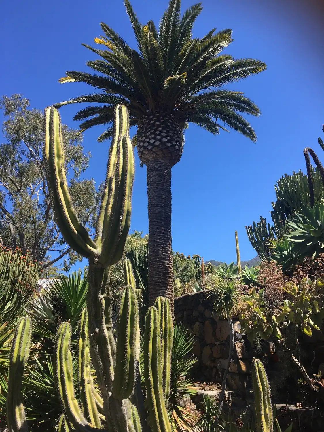 Hotel in zona Palmex Cactus