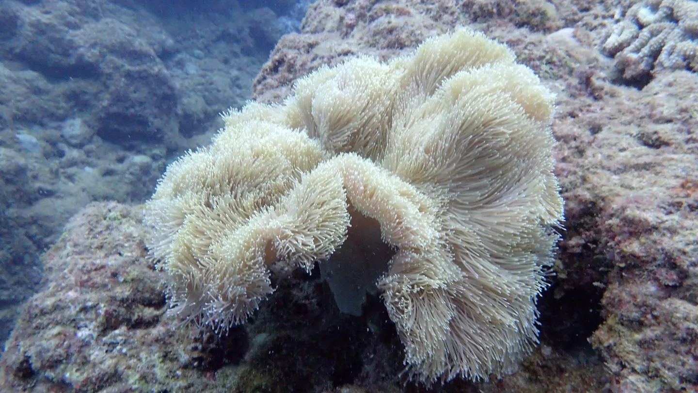 5_Takedive