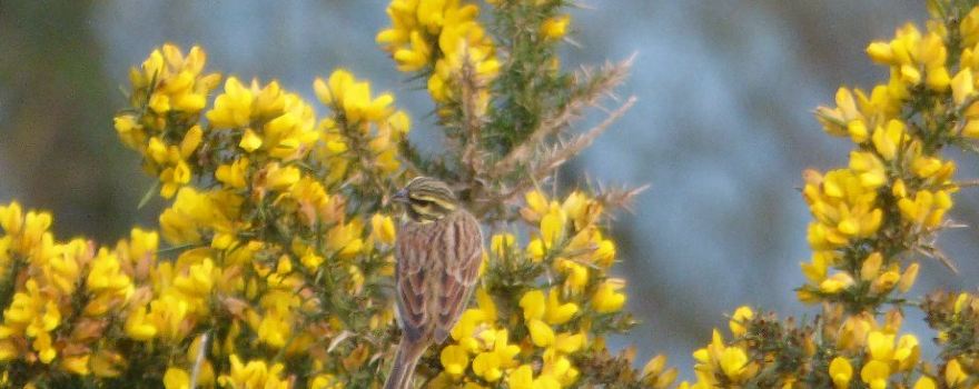 RSPB Labrador Bay Nature Reserve