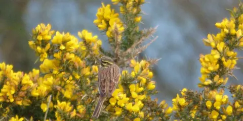 RSPB Labrador Bay Nature Reserve