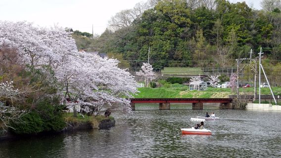 Kinokawa
